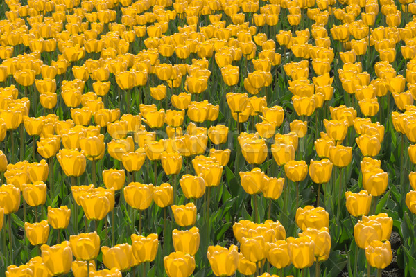 Foto stock: Campo · vermelho · tulipas · flor · flores · natureza