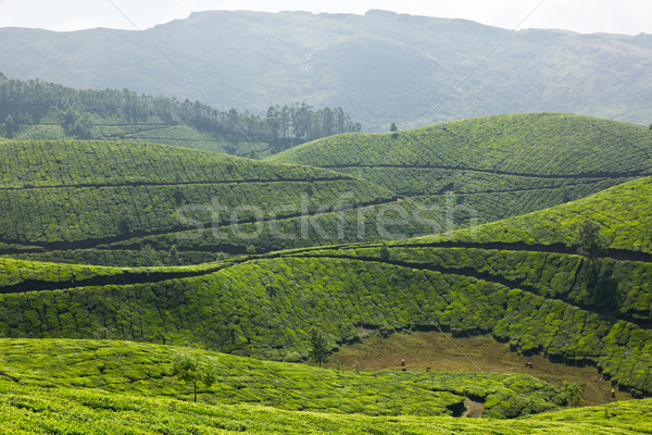 Thee hemel blad groene bergen asia Stockfoto © dmitry_rukhlenko