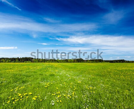 Voorjaar zomer veld weide bloemen Stockfoto © dmitry_rukhlenko