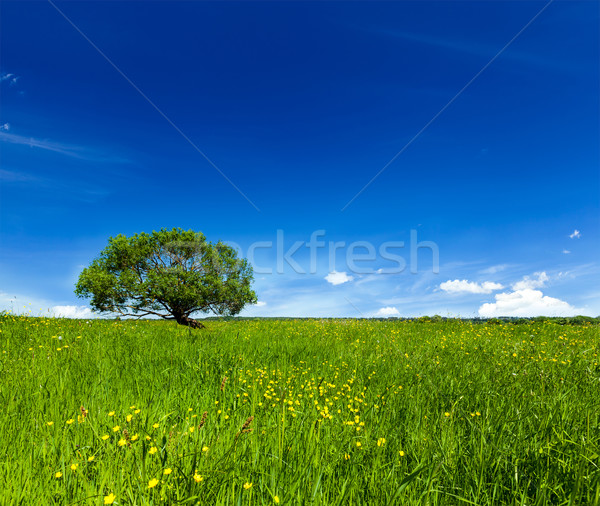 Spring summer green field scenery lanscape with single tree Stock photo © dmitry_rukhlenko