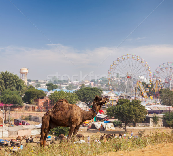 Wielbłądy wielbłąda uczciwej Indie indian Zdjęcia stock © dmitry_rukhlenko