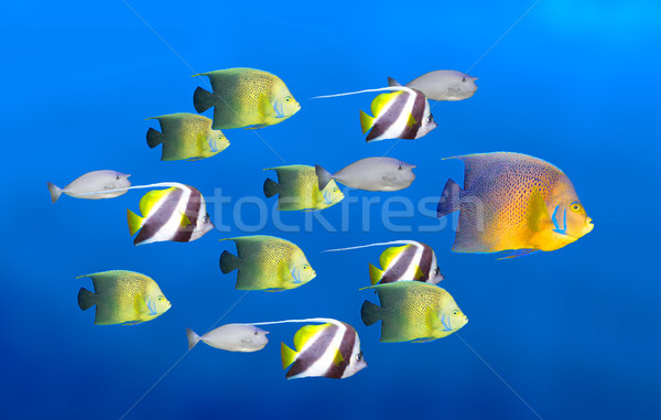Leadership concept - big fish leading school of tropical fishes Stock photo © dmitry_rukhlenko