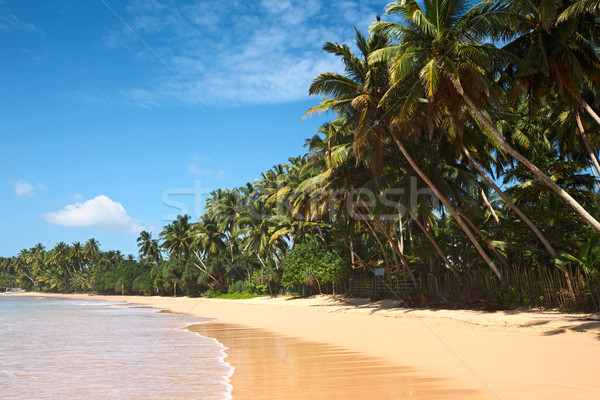 Pastoral plaj Sri Lanka tropikal cennet ağaç Stok fotoğraf © dmitry_rukhlenko