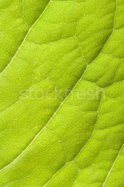 Green leaf grünen Anlage Makro Stock foto © dmitry_rukhlenko