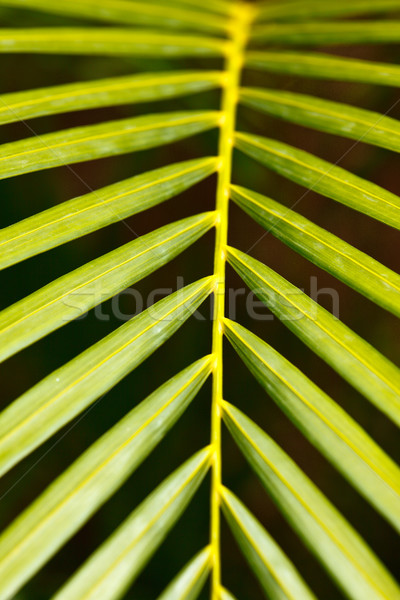 Feuille de palmier vert Palm laisse [[stock_photo]] © dmitry_rukhlenko