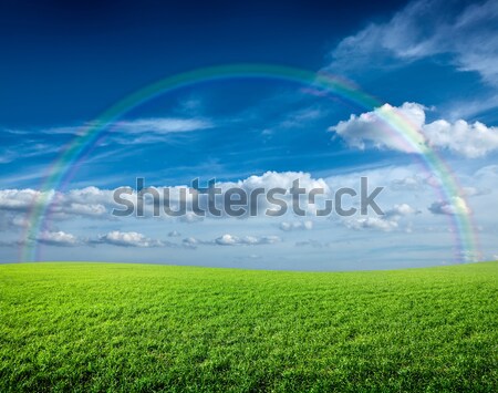 Wiosną lata zielone dziedzinie dekoracje zielona trawa Zdjęcia stock © dmitry_rukhlenko