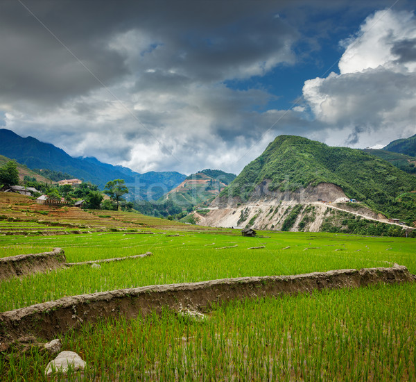 Rizs Vietnam rizsföld macska falu természet Stock fotó © dmitry_rukhlenko