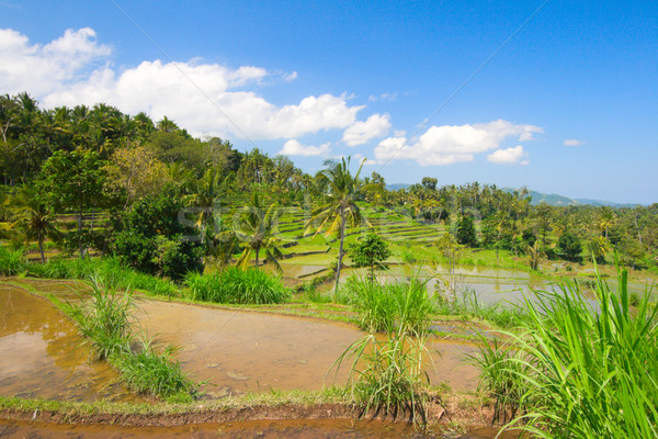 Green rice terraces Stock photo © dmitry_rukhlenko