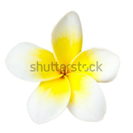 Fleur tropicale blanche isolé fleurs tropicales [[stock_photo]] © dmitry_rukhlenko