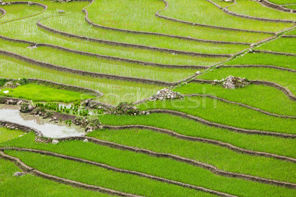 Rice plantations. Vietnam Stock photo © dmitry_rukhlenko