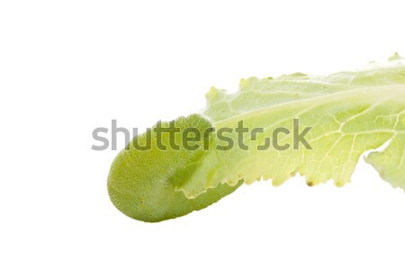 Сток-фото: зеленый · Caterpillar · лист · изолированный · белый