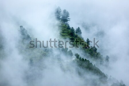 Trees in clouds Stock photo © dmitry_rukhlenko