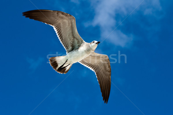 Seagull flying Stock photo © dmitry_rukhlenko
