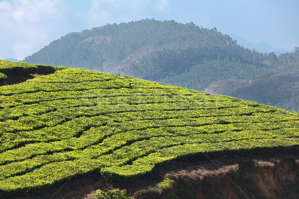 Stockfoto: Thee · hemel · blad · groene · bergen · asia