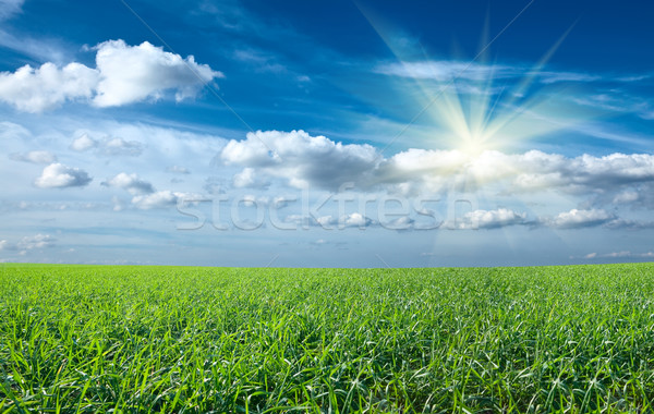 Sunset sun and field of green fresh grass under blue sky Stock photo © dmitry_rukhlenko