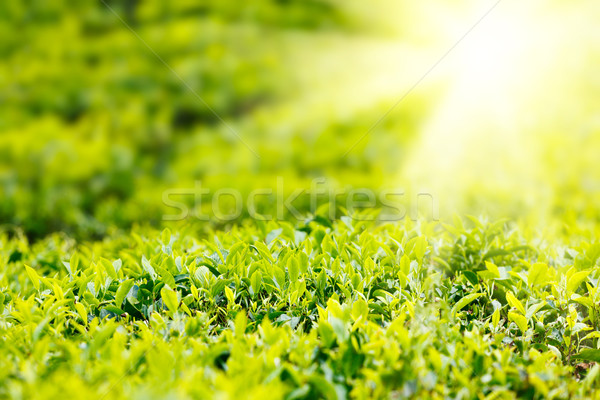Imagine de stoc: Ceai · mugur · frunze · focus · selectiv · frunze · verde