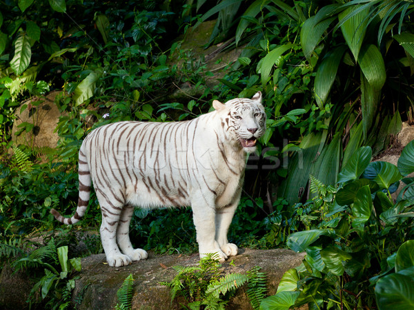 White tiger Stock photo © dmitry_rukhlenko