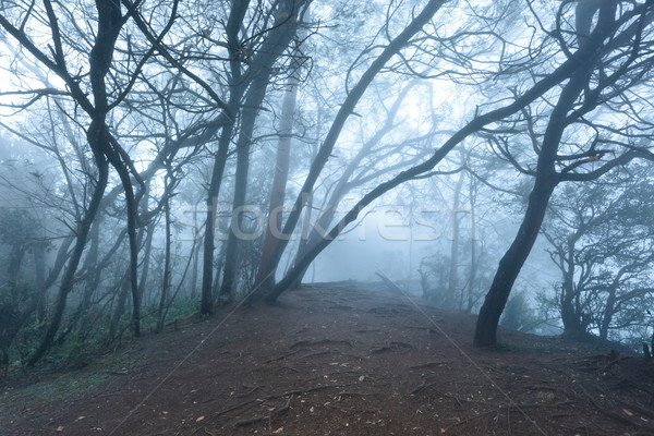 Misty scary forest  in fog Stock photo © dmitry_rukhlenko