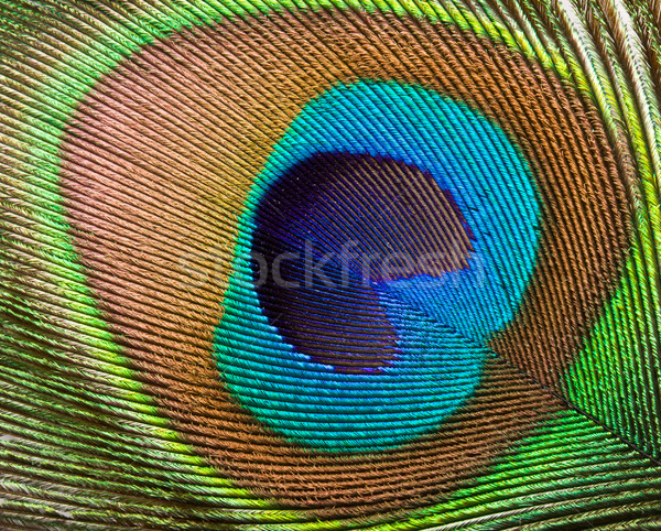 Peacock feather close up Stock photo © dmitry_rukhlenko