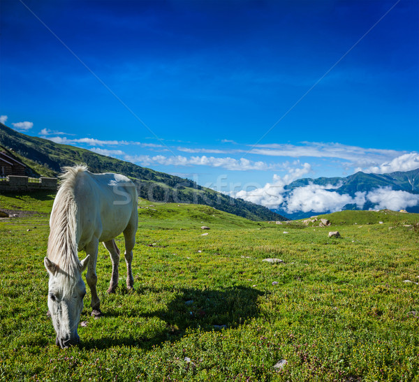 Stockfoto: Paard · himalayas · sereen · landschap · alpine · weide