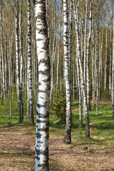 Abedul arboleda primavera hierba forestales naturaleza Foto stock © dmitry_rukhlenko