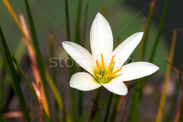 Blanche fleur tropicale fleur fleurs printemps [[stock_photo]] © dmitry_rukhlenko