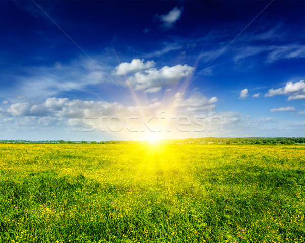 Spring summer background - blooming field meadow Stock photo © dmitry_rukhlenko