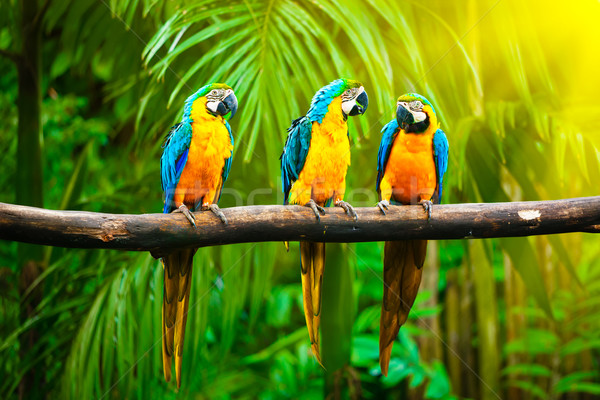árvore pássaro aves animais animal ramo Foto stock © dmitry_rukhlenko