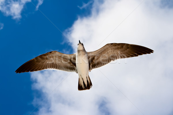Gabbiano battenti aria cielo uccello libertà Foto d'archivio © dmitry_rukhlenko