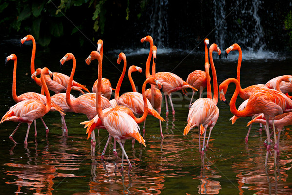 American Flamingo (Phoenicopterus ruber), Orange flamingo Stock photo © dmitry_rukhlenko