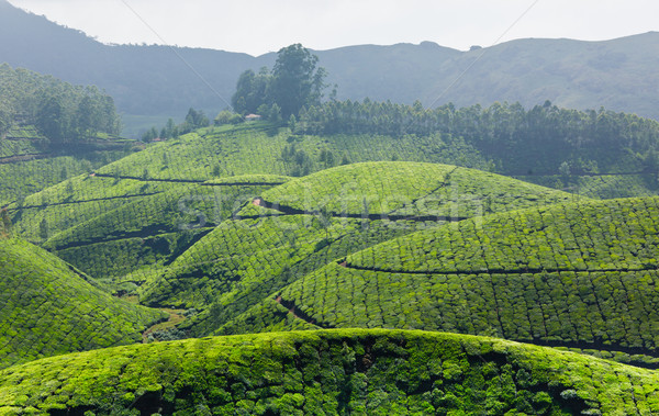 ストックフォト: 茶 · 空 · 葉 · 緑 · 山 · アジア