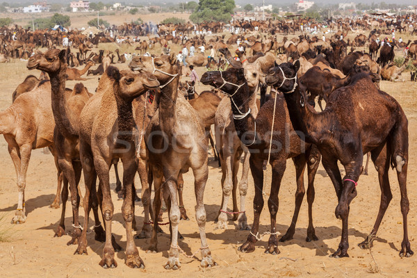 Camels at Pushkar Mela (Pushkar Camel Fair),  India Stock photo © dmitry_rukhlenko