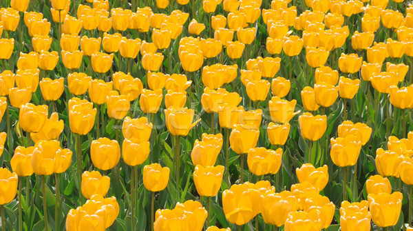 Stock photo: Field of yellow tulips