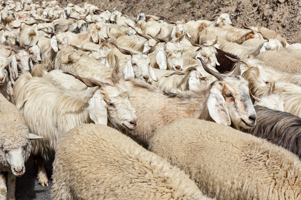 Herd of Pashmina sheep and goats in Himalayas Stock photo © dmitry_rukhlenko