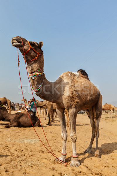 Stock foto: Kamele · Kamel · fairen · Indien · indian