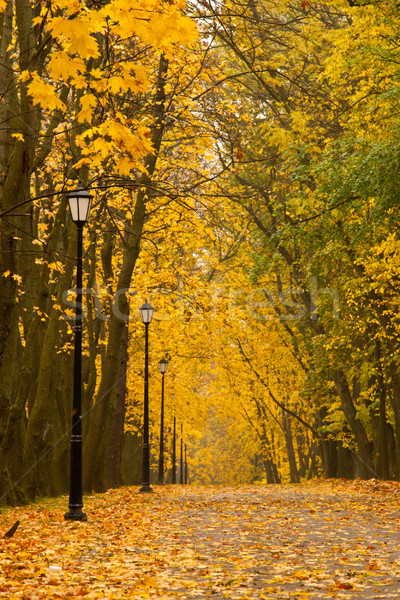 Autunno parco foresta foglia colore impianto Foto d'archivio © dmitry_rukhlenko