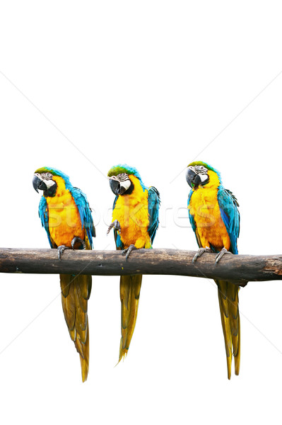 Blue-and-Yellow Macaw isolated Stock photo © dmitry_rukhlenko