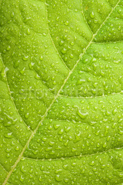 Verde frunze picaturi de apa macro apă verde plantă Imagine de stoc © dmitry_rukhlenko