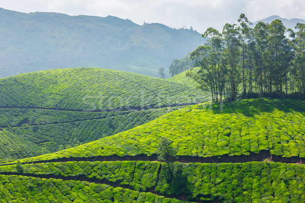 [[stock_photo]]: Thé · feuille · vert · montagnes · indian · Asie