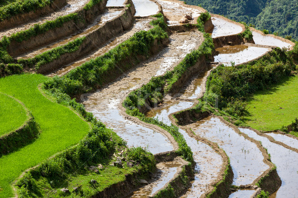 Foto stock: Arrozal · arroz · gato · aldeia · natureza · Ásia