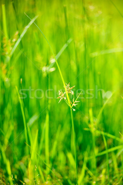 Green grass - shallow depth of field Stock photo © dmitry_rukhlenko
