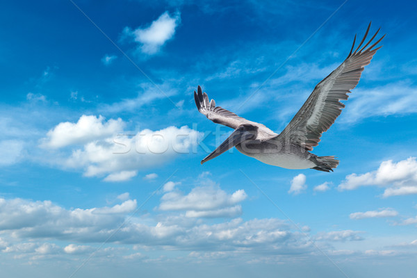 Stock photo: Brown Pelican