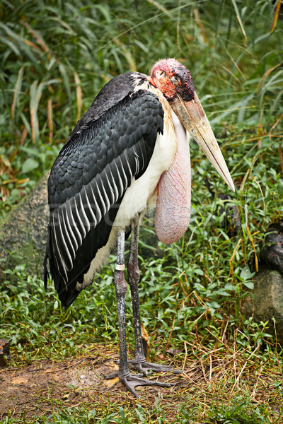 Marabou Stork Stock photo © dmitry_rukhlenko