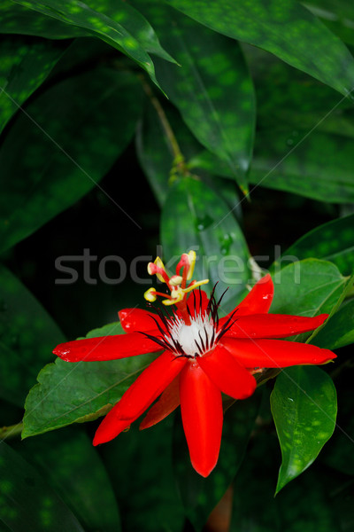 Red Passion Flower Stock photo © dmitry_rukhlenko