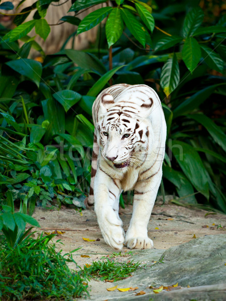 White tiger Stock photo © dmitry_rukhlenko