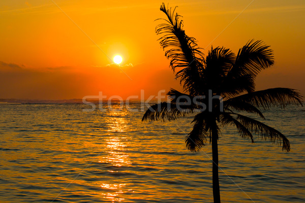 Tropische zonsondergang scène palm strand blad Stockfoto © dmitry_rukhlenko