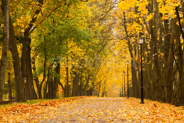 Autumn park Stock photo © dmitry_rukhlenko