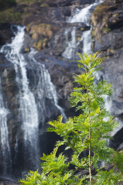 Tree on waterfall background Stock photo © dmitry_rukhlenko