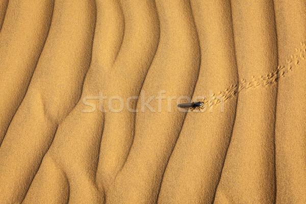 Scarab (Scarabaeus) beetle on desert sand Stock photo © dmitry_rukhlenko