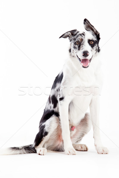 Albastru alb fericit câine studio portret Imagine de stoc © DNF-Style